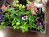 container gardening 2014